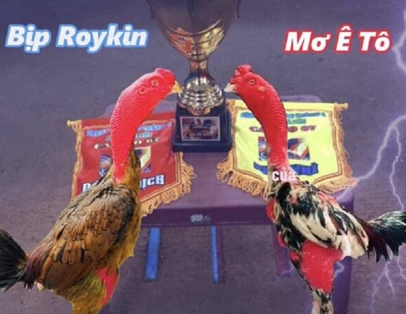 Thông tin về trận đấu gà chọi BỊP ROYKIN với Mơ Ê Tô Quảng Ninh